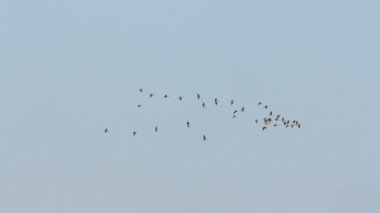Flock içinde uçan kaz
