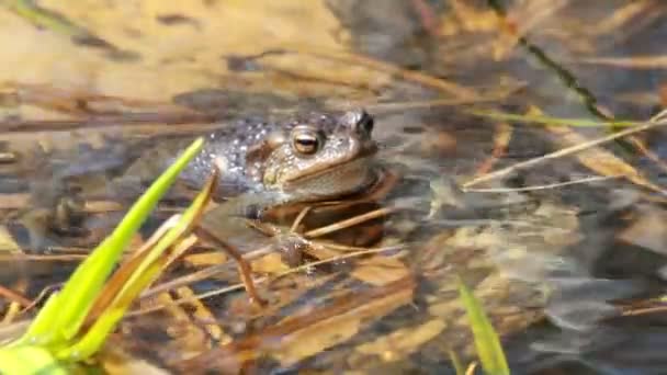 Звичайна жаба (Bufo bufo) на початку весни — стокове відео