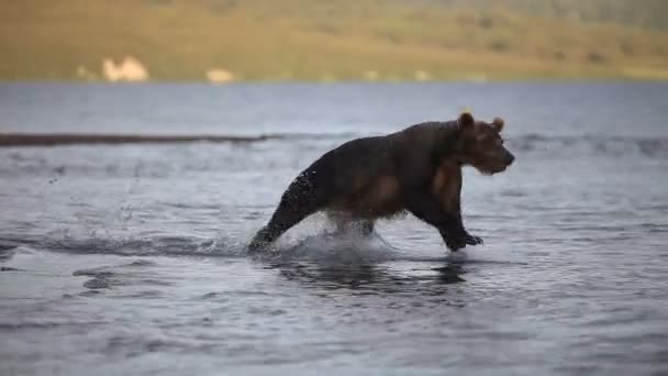 棕色的熊捕鱼 — 图库视频影像