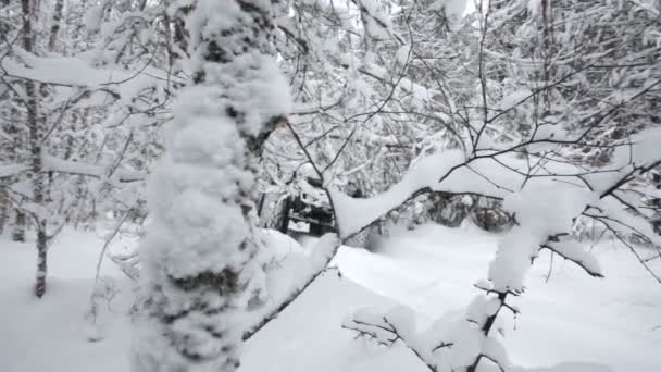 Jeep conduite dans la forêt de neige 