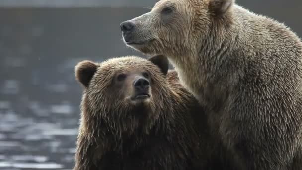 Medvěd hnědý. Kronocká sopka rezerva — Stock video