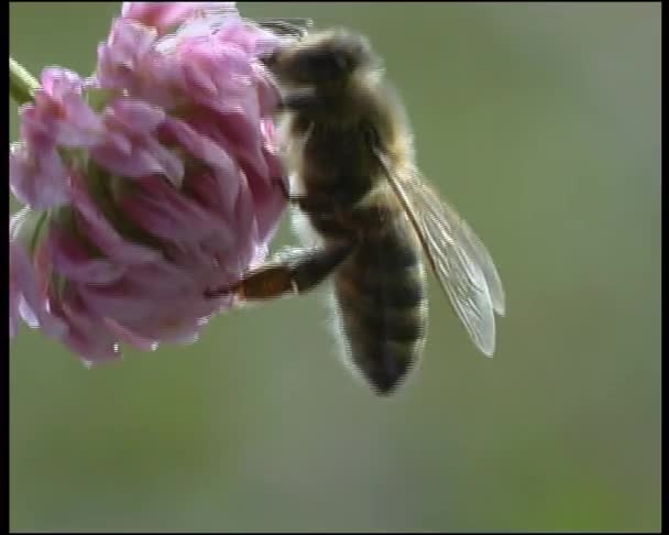 Bijen op de bloem — Stockvideo