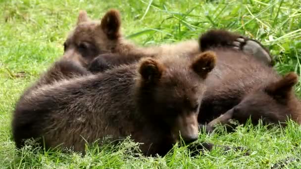 Glad björnen cub — Stockvideo