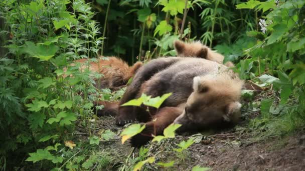 Famille d'ours dormant dans la forêt 
