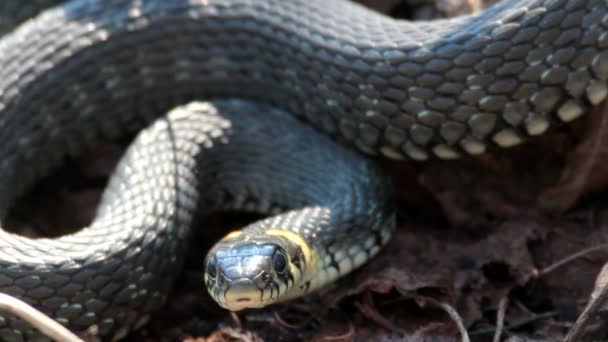 Serpent d'herbe (Natrix Natrix) reposant dans la chaleur 