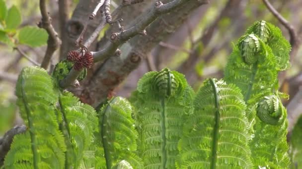 Groene bladeren — Stockvideo