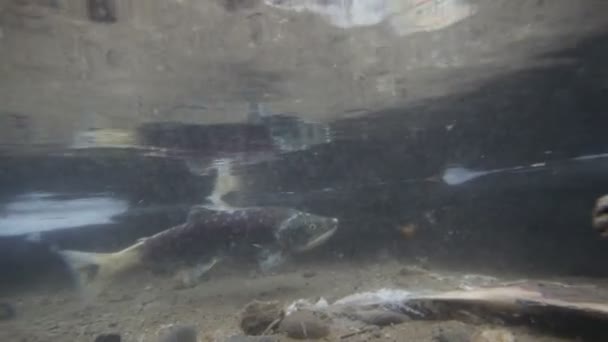 Salmon, spawning, underwater — Stock Video