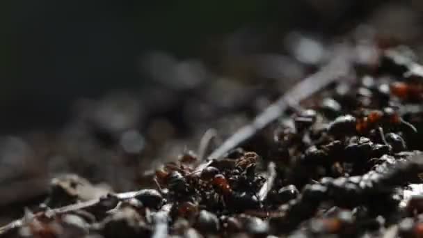 Cerro de hormigas — Vídeo de stock