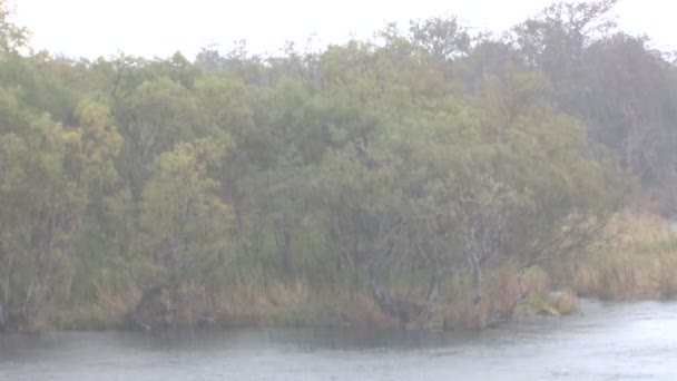 Otoño. Lluvia . — Vídeos de Stock