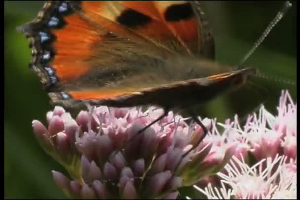 Schmetterling aus nächster Nähe — Stockvideo