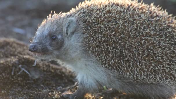 Hedgehog di kayu. Musim panas . — Stok Video