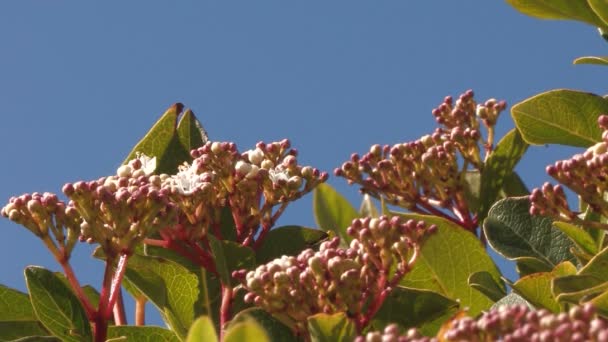 Groene bladeren — Stockvideo