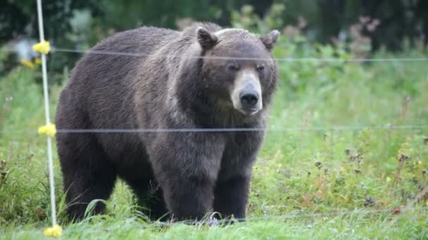 Ours et une électroclôture — Video