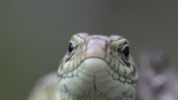 Lizard. Close up. — Stock Video