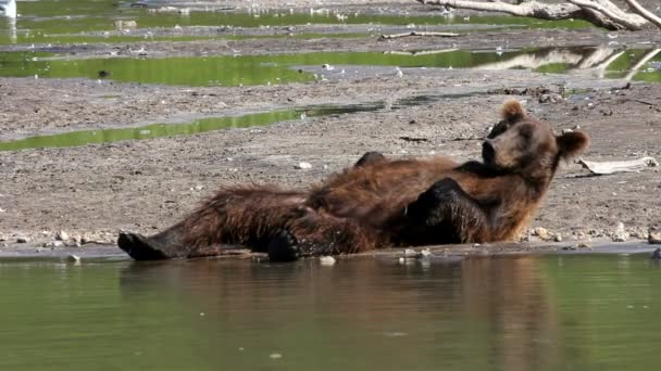 Happy bear cub — Stock Video