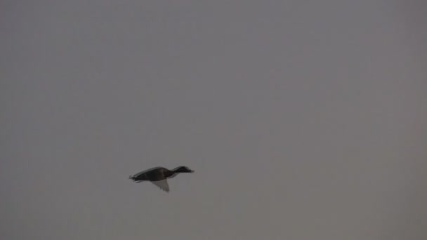 Canard en vol 
