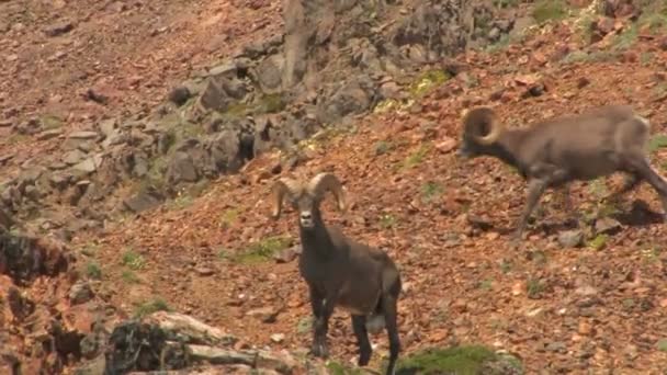 Oveja Bighorn de montaña rocosa — Vídeo de stock