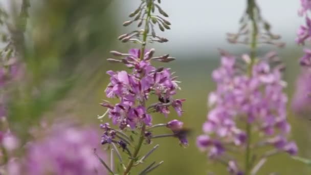 Fleurs et rosée en bois 