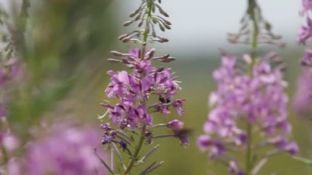 Hout bloemen en dauw — Stockvideo