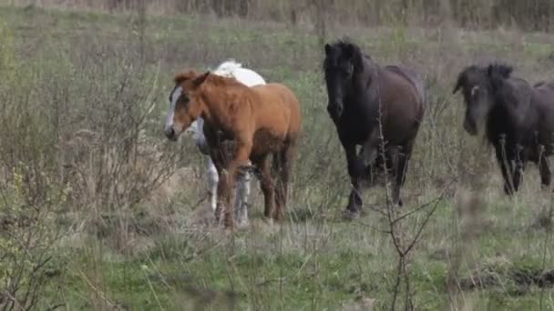 Galope de cavalos — Vídeo de Stock