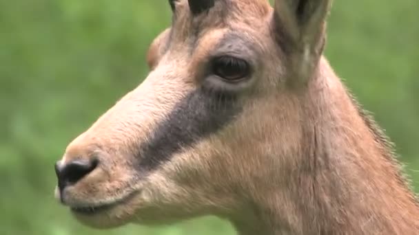 Chamois — Video