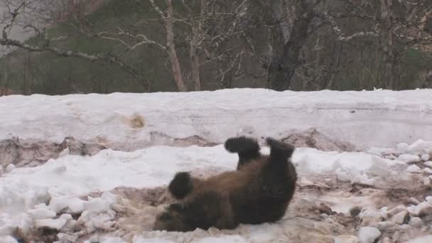 Prazer em urso — Vídeo de Stock