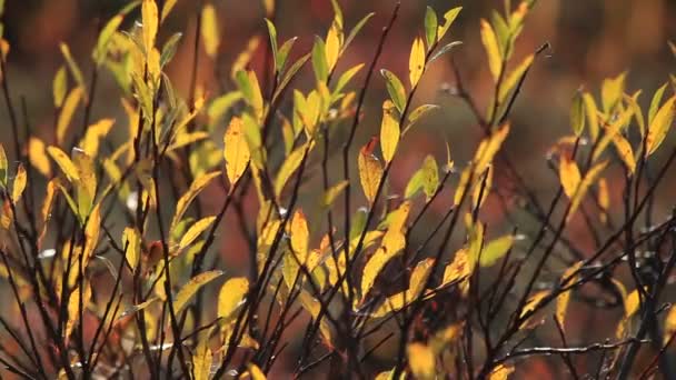 Sonbahar, tundra — Stok video
