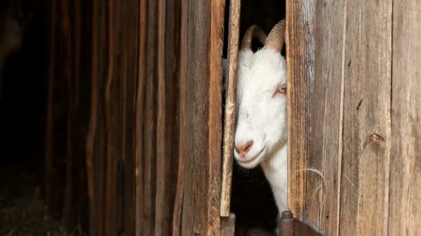 Koza strká hlavu zpoza dveří — Stock video