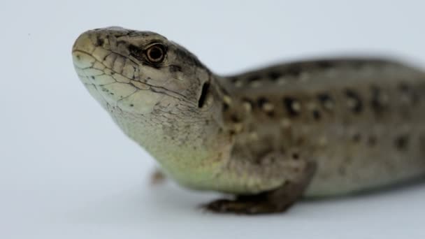 Lizard. Close up. — Stock Video