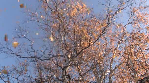 Hojas amarillas cayendo del árbol durante el otoño — Vídeo de stock