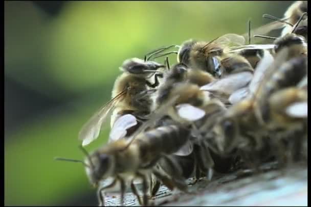 Enjambre de abejas — Vídeo de stock