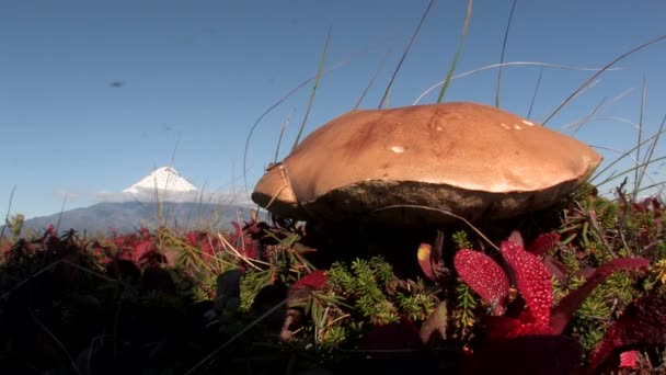 Herbst, Tundra, Beeren — Stockvideo