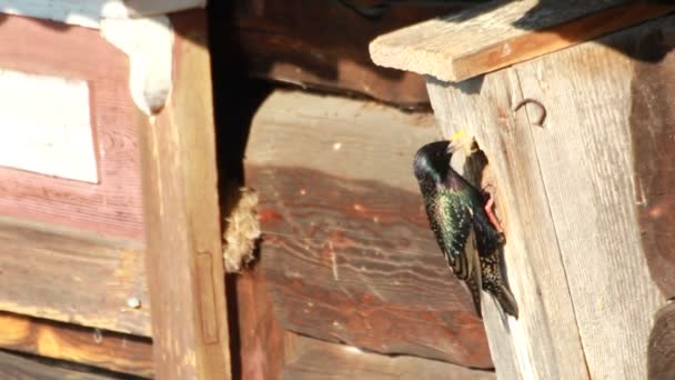 Estornino común (Sturnus vulgaris) — Vídeos de Stock