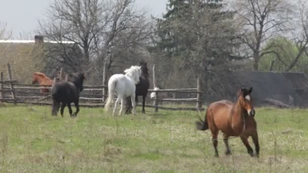 Galop de chevaux 