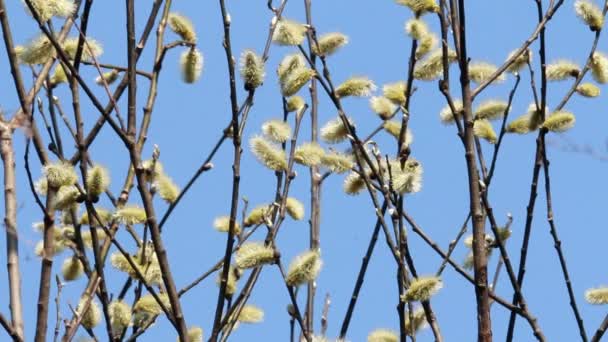 Flowering Pussy Willow — Stockvideo