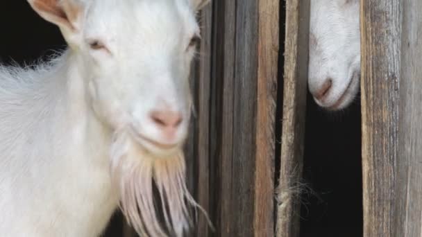 Goat poking head out from behind door — Stock Video