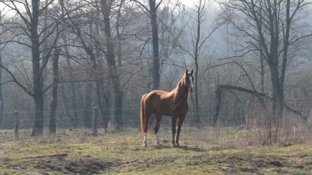 Pferd auf dem Feld — Stockvideo