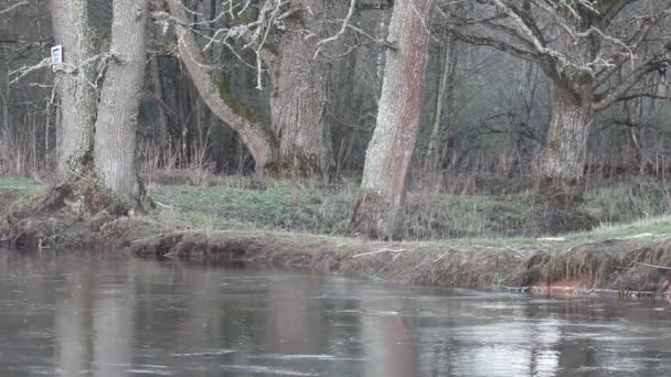 The forest river. — Stock Video