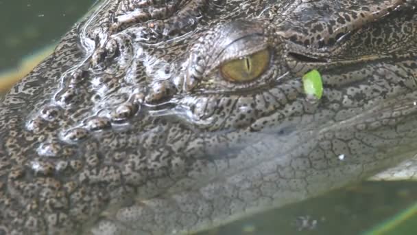 Крокодилы — стоковое видео