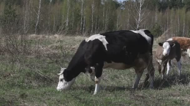 vache asiatique 