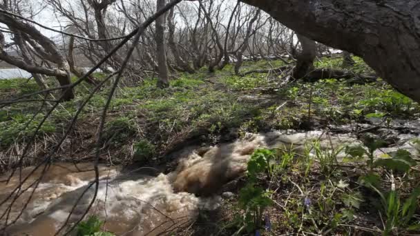 Hoog water, watervalen sneeuw, lente — Stockvideo