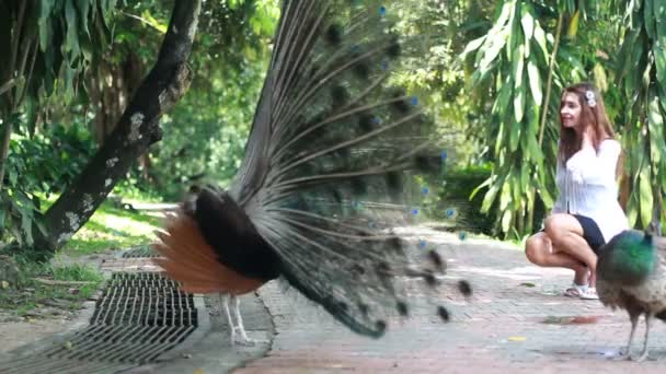 Vilda park med flicka och peacock. — Stockvideo