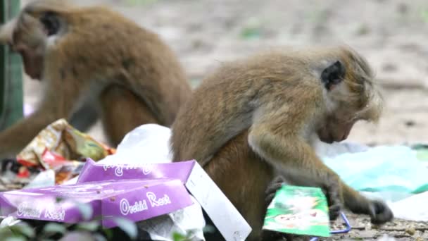 Singe dans la décharge — Video