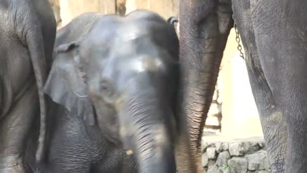 Elefante — Video Stock