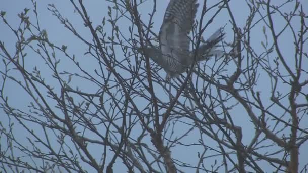 Cucù su un ramo d'albero — Video Stock