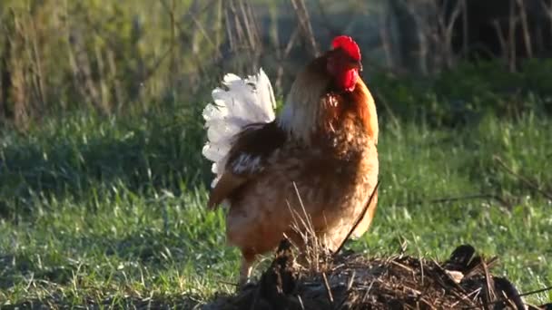 The cock crows — Stock Video