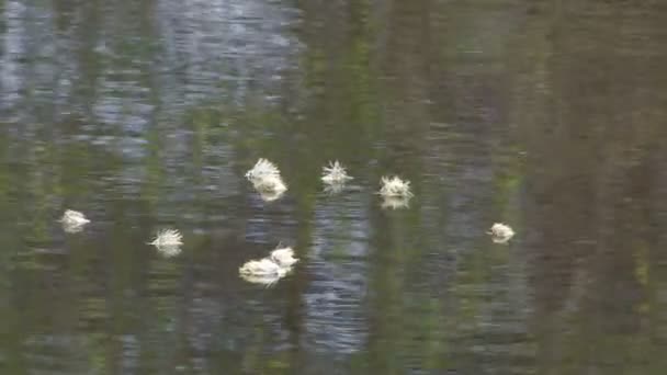 Weidenknospen auf dem Wasser — Stockvideo