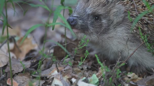 Hedgehog in wood. Summer. — Stock Video