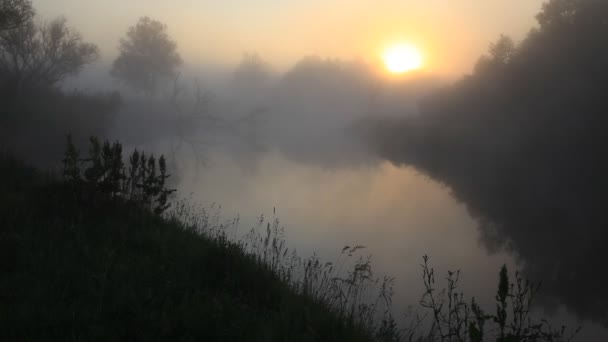 Fog. The wood river. — Stock Video