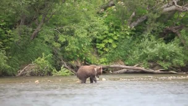 Oso marrón pesca — Vídeos de Stock